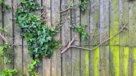 Nemojte koristiti šmrk, uništava drvo, evo koja mešavina skida sve: Kako očistiti pozelenelu ogradu, namirnice iz kuhinje rešavaju problem