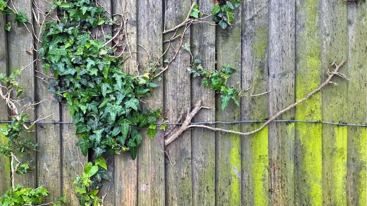 Nemojte koristiti šmrk, uništava drvo, evo koja mešavina skida sve: Kako očistiti pozelenelu ogradu, namirnice iz kuhinje rešavaju problem