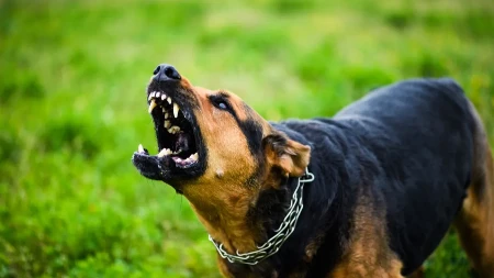 OPASNE RASE ZA DECU: Ove pse nikako ne dovodite u kuću ako imate mališane!