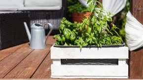 NE BACAJTE VIŠE NOVAC NA ZAČINE: Ove biljke uspevaju i na NAJMANJEM balkonu!