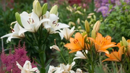 Ne traže mnogo, a cvetaju kao lude: Ovih 5 biljaka pravi raj u dvorištu, a sade se u aprilu