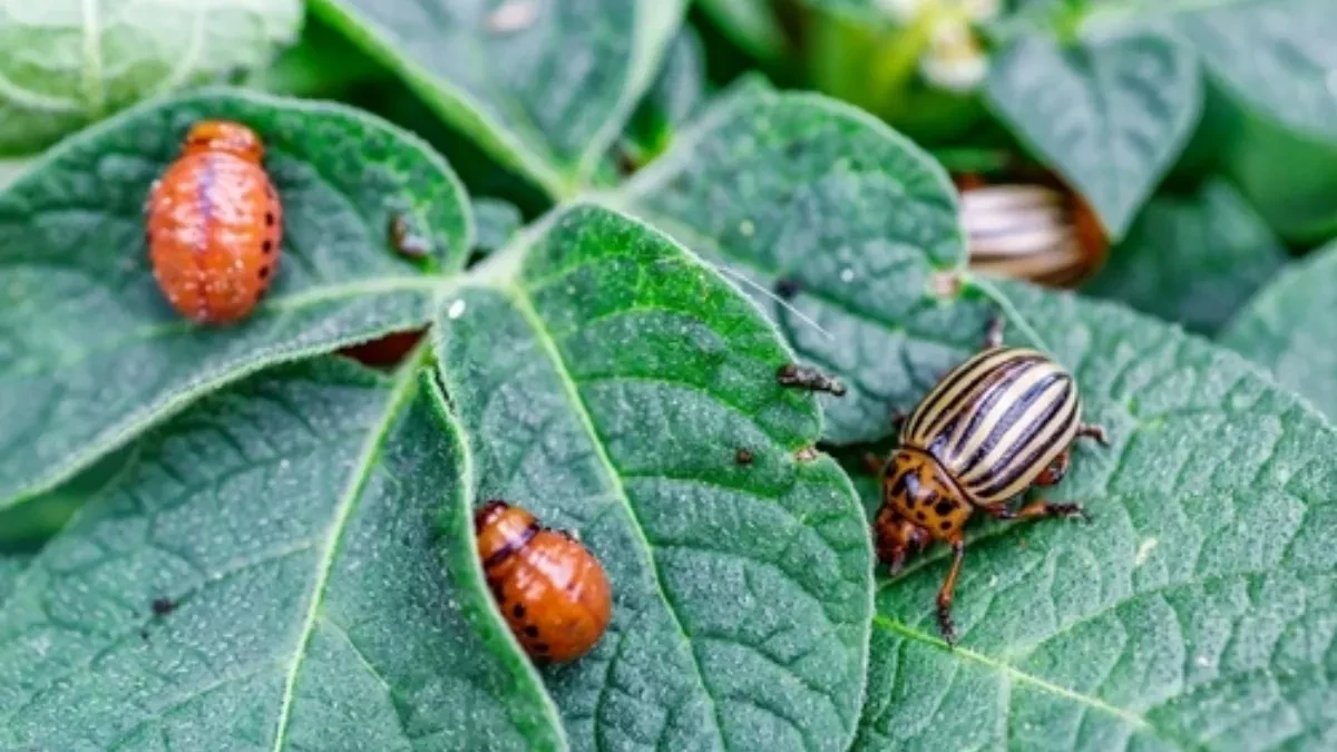 Ubacite ovaj sastojak u zemlju kad sadite krompir: Zlatica neće smeti ni da primiriše 