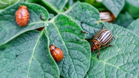 Buba zlatica neće smeti ni da priđe! Kada sadite krompir, samo ovo ubacite u zemlju