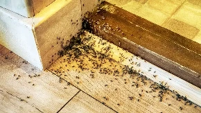 SAMO KAP JE DOVOLJNA Bube će pobeći glavom bez obzira kada osete miris ovog ulja, isprobajte što pre