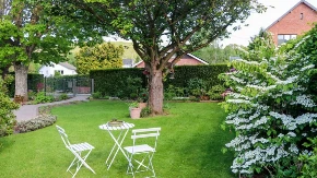 OVO DRVO JE SADA HIT Svi ga žele u svom dvorištu - daje SOČNE plodove, a idealno je i za balkon