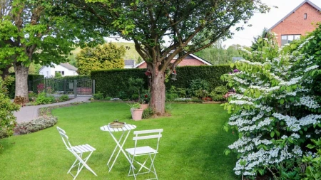 OVO DRVO JE SADA HIT Svi ga žele u svom dvorištu - daje SOČNE plodove, a idealno je i za balkon