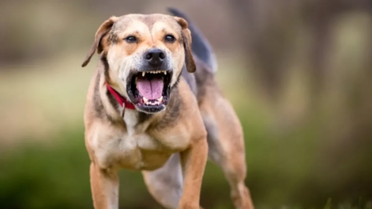 Ako vas napadne pas, izgovorite samo ovu reč: Može vam spasiti život