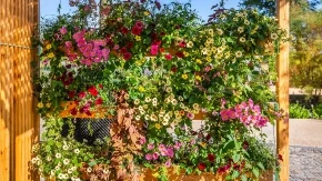 Nećete videti balkon od slapova boja! Ova biljka daje bogate viseće cvetove