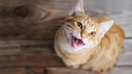 MAČKE OBOŽAVAJU ČETKANJE VLAŽNOM ČETKICOM ZA ZUBE Ganuće vas kad čujete zbog čega