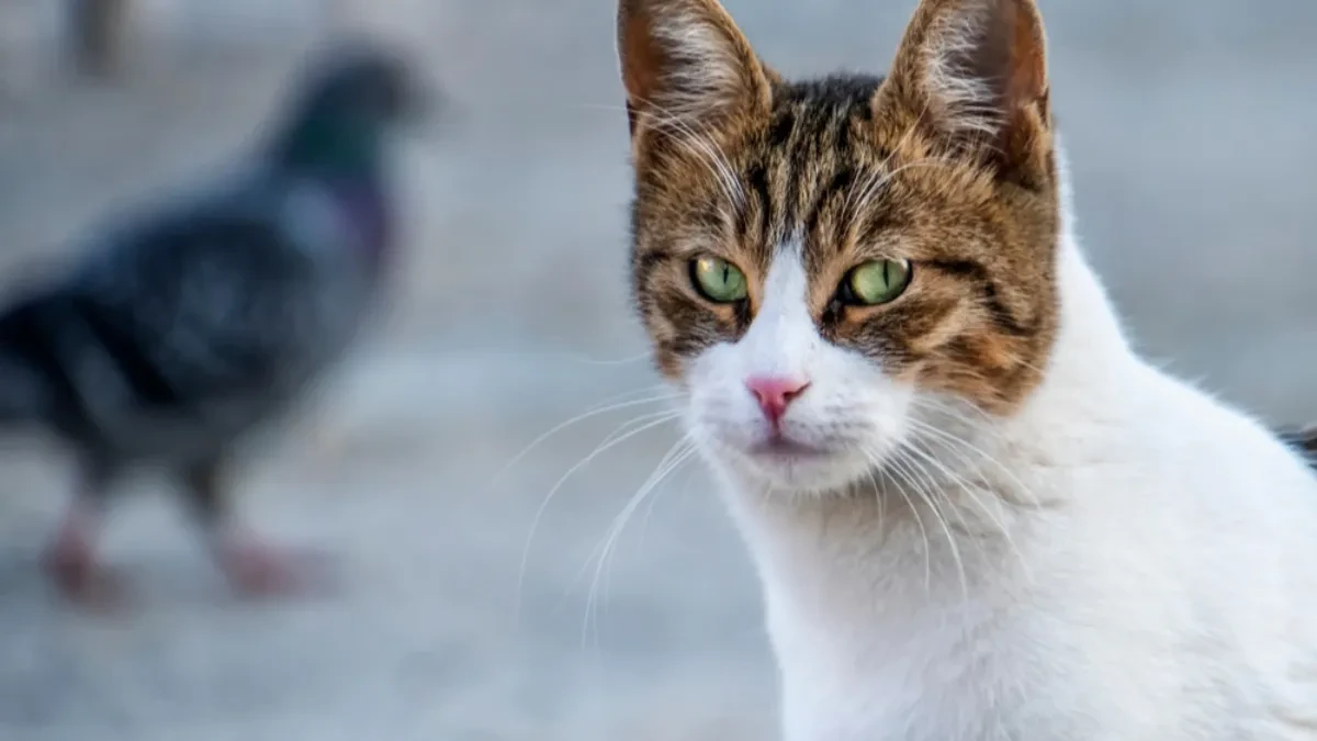 PET DOKAZA DA VAS VAŠA MAČKA ZAISTA VOLI Broj 1 će otopiti i najtvrđe srce