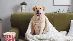 POKUŠAO DA POJEDE ŠNICLU SA TV EKRANA Pogledajte kako ne odustaje - video je hit