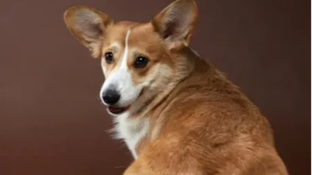 POKUŠAVA NEŠTO DA VAM KAŽE Evo zbog čega vaš pas stalno juri svoj rep - razlog će vas iznenaditi