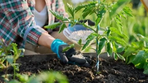 Pospite ovaj kuhinjski prah oko zasada paradajza i gledajte čudo: Plodovi će biti krupniji i rod otporniji na bolesti