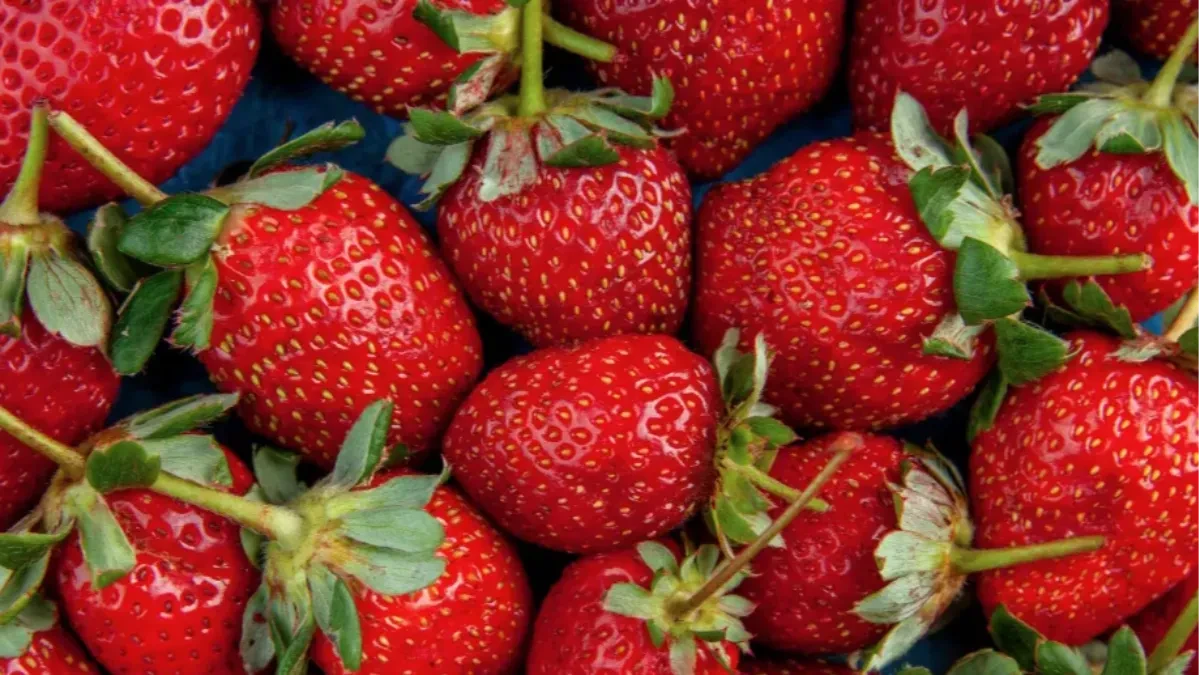 OSTAĆE SVEŽE I DO 10 DANA Evo kako pravilno da čuvate jagode od propadanja