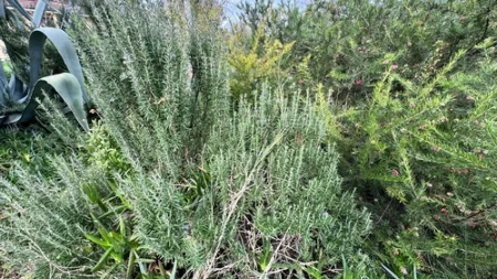 DA LI VAM JE LAVANDA OGOLELA I "RASPALA" SE? Evo kako da je podmladite i vratite joj obliku