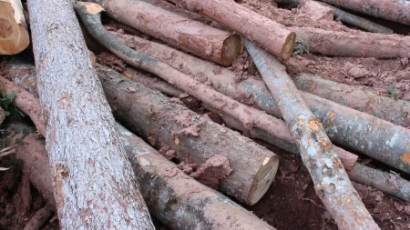 SEKAO ŠUMU GDE JE STIGAO Uhapšen muškarac zbog krađe drva, detalji akcije u Prijepolju