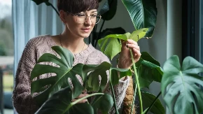 Kako da cveće cveta kao iz vode: 5 tajnih saveta stručnjaka