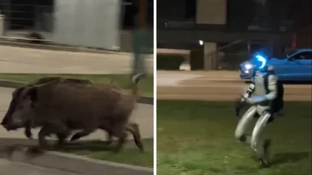 HAOS NA PARKINGU! Robot krenuo u poteru za svinjama – snimak obišao svet! (VIDEO)