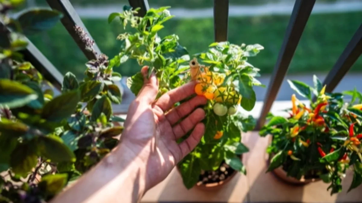 NEMATE DVORIŠTE? NEMA VEZE! Ovo povrće uspeva i na TERASI – rod će vas šokirati!