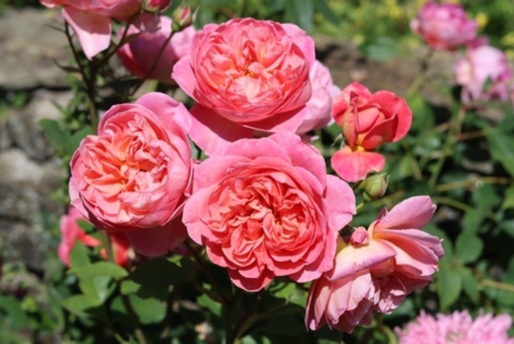 Ruže kao iz najskupljih časopisa: U februaru pospite oko njih ovaj prah - dobićete krupne i teške cvetove