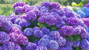 Želite hortezije kao iz časopisa? Uradite sledeće 3 stvari u aprilu i one će bujati celog leta