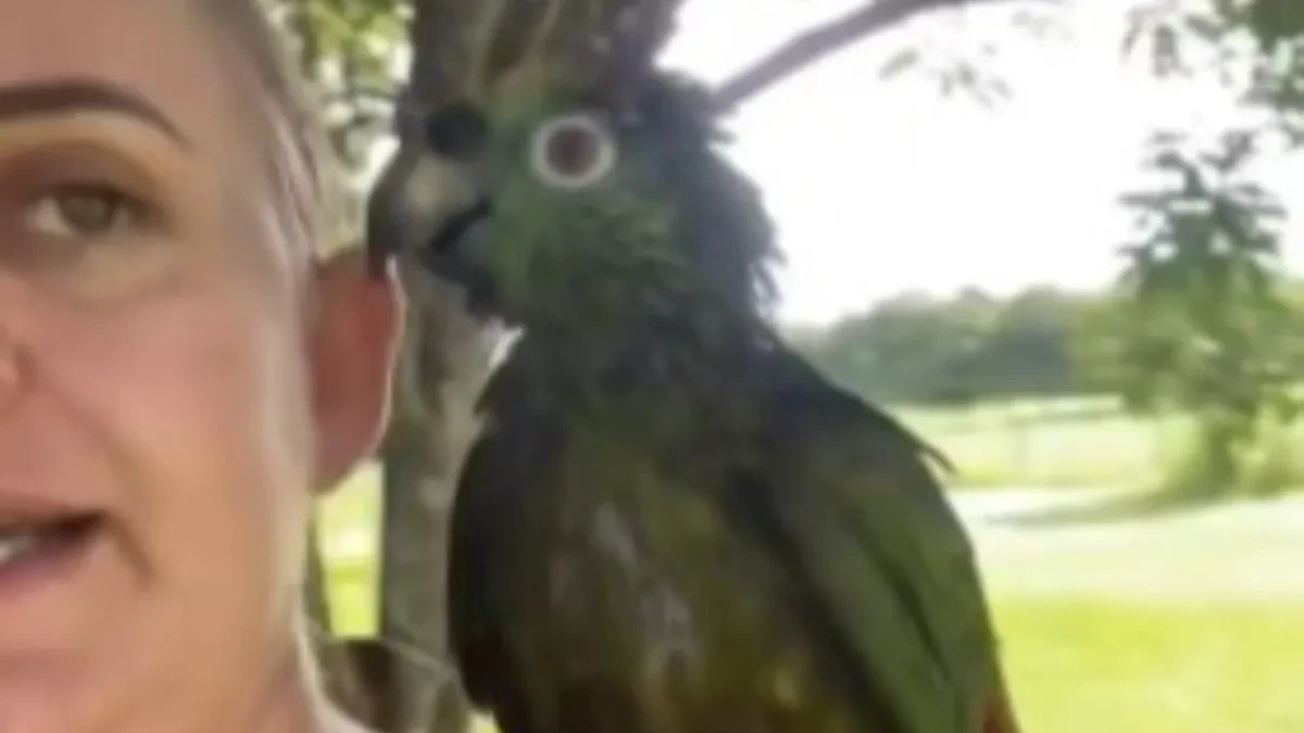 PLAKANJE OD SMEHA! Žena ušla u raspravu sa papagajem – ono što je usledilo je HAOS!