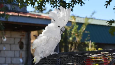 RAZIGRANI PAPAGAJI ZALUDELI INTERNET Otkriveno da mogu da izvedu 30 plesnih pokreta - naučnici su ZAPANJENI