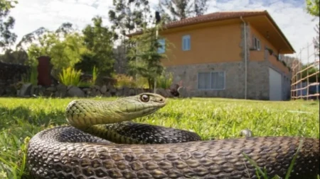 Kreće najezda: Ove biljke mnogi sade uz kuću, a ne znaju da mogu privući zmije
