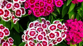 Svaka terasa u Jugoslaviji imala je ovaj cvet: Idealan je za početnike i prelepo izgleda!