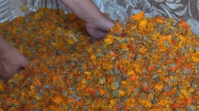 100.000 DINARA ZARADE NA DESET ARI Ova biljka zahteva MINIMUM ulaganja, i još manje rada