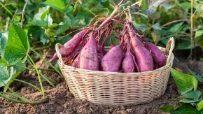 Zdrav proizvod, rastuća potražnja, odlična cena - kultura koja donosi i do 10.000 evra po hektaru 