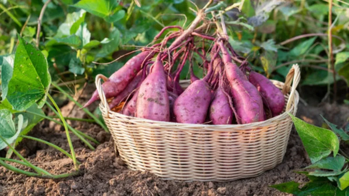 Zdrav proizvod, rastuća potražnja, odlična cena - kultura koja donosi i do 10.000 evra po hektaru 