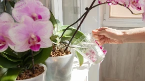 Nije trop, nije mleko, nije nikakva veštačka prihrana: Rastvor sa 1 namirnicom iz kuhinje vraća cvetove orhidejama, zalijte ih ovim u proleće