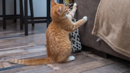 DVE MAČKE NAPRAVILE HAOS U KUĆI Pogledajte šta su uradile u spavaćoj sobi - vlasnica je mogla samo da se uhvati za glavu