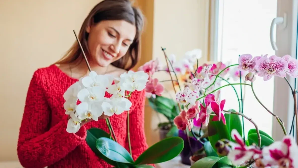 Greške koje ljudi često prave zbog kojih im orhideje nikako ne cvetaju: Stručnjaci otkrivaju cake za održavanje