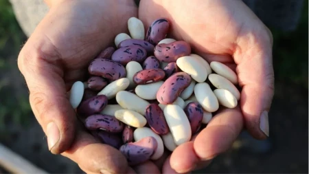 PASULJ JE HIT NAMIRNICA 2026. GODINE Najdugovečniji ljudi na svetu ga jedu svaki dan, a nutricionisti ističu JEDNU stvar