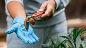 Puževi vam uništavaju cveće i povrće? Postoji jednostavan trik koji ih tera iz bašte, a već ga imate u kuhinji.