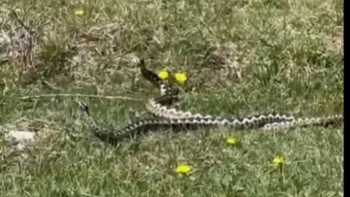 ZASTRAŠUJUĆI PRIZOR Čobanin snimio ples poskoka na livadi, "susret da se naježiš"