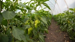 Paprike od ovoga rode kao lude, a dobro je i za paradajz: 1 namirnica iz kuhinje pravi čuda