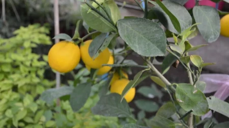 Ako uradite OVO do kraja aprila, limun će vam bujati i davati krupne i sočne plodove