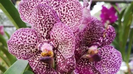 ORHIDEJA KOJA IZGLEDA KAO MILION DOLARA: Raste do metar, ne treba joj zemlja