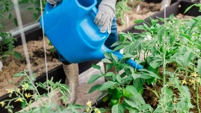 Proizvodi sve, od povrća do zimnice - Kosanka ni u osmoj deceniji ne odustaje 