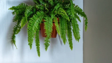 OPSTAĆE VAM ČAK I AKO ZABORAVITE DA IH ZALIJETE Ovih pet biljaka hlade stan bolje od klime, a uspevaju SVIMA