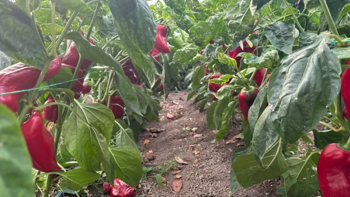 OVA NAMIRNICA PRAVI ČUDA - VEĆ JE IMATE U KUHINJI Napravite sami prirodno đubrivo za papriku i paradajz 