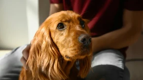 OVO ĆE VAM OLAKŠATI ŽIVOT Uz ove trikove ćete bez problema uspeti da svom psu date lek