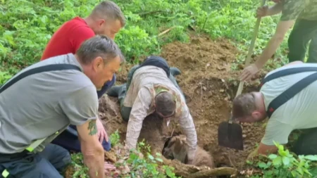 ZEMLJA JE PROGUTALA KOBILU! Drama u šumi — vatrogasci izvukli pola tone iz rupe