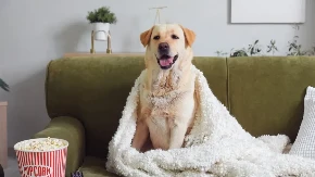 NAVIKE KOJE ĆE VAŠEG PSA UČINITI SREĆNIM Male stvari koje vama deluju beznačajno, a njima su sve