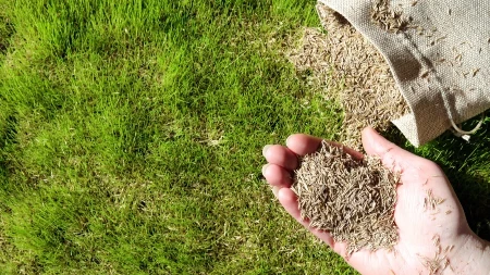 GENIJALAN TRIK ČUVA SEME TRAVE OD PTICA Preporučuju ga baštovani - treba vam samo aluminijumska folija