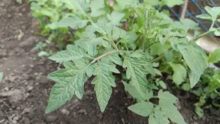 Zalijte mladu papriku i paradajz domaćim đubrivom od ove namirnice, rađaće kao ludi