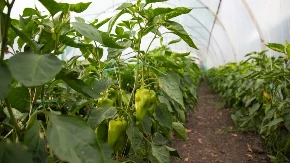 Prirodno đubrivo iz kuhinje - ako sadnice paprike zalijete ovim sastojkom rod će biti krupan i obilat